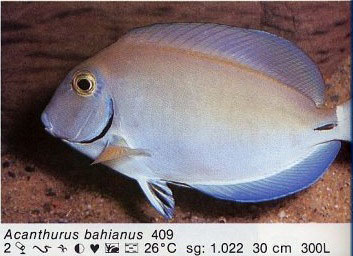 Acanthurus bahianus